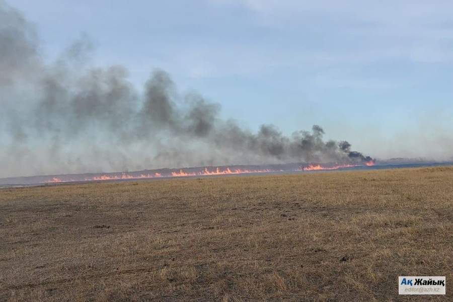 Поджоги камыша для маскировки выбросов: что ответили экологи