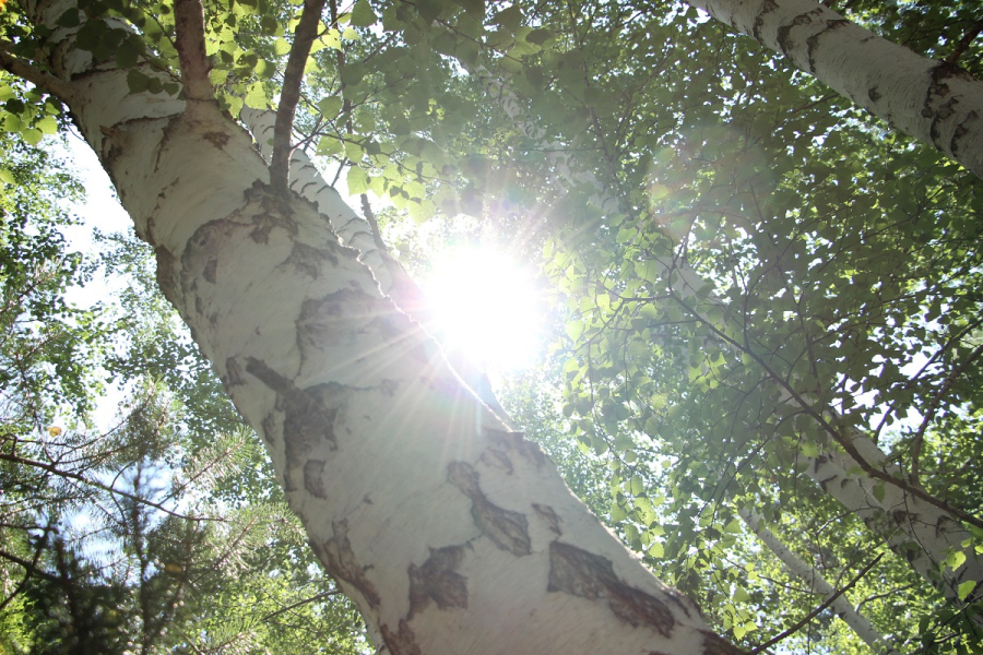 Летний режим: чем полезны фрукты, солнце и ранние пробуждения