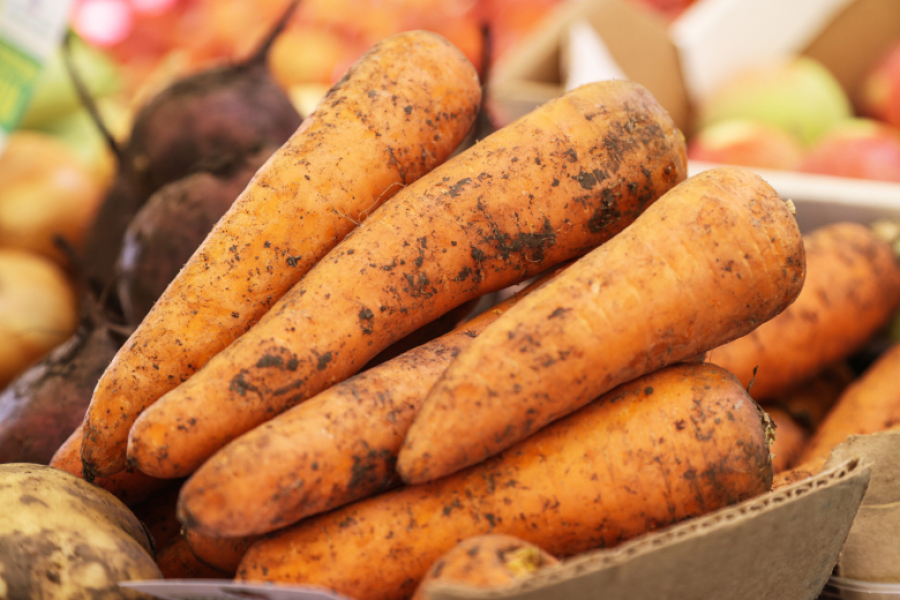 Перестала кормить морковь как попало &mdash; теперь корнеплоды сладкие, крупные и лежат до весны