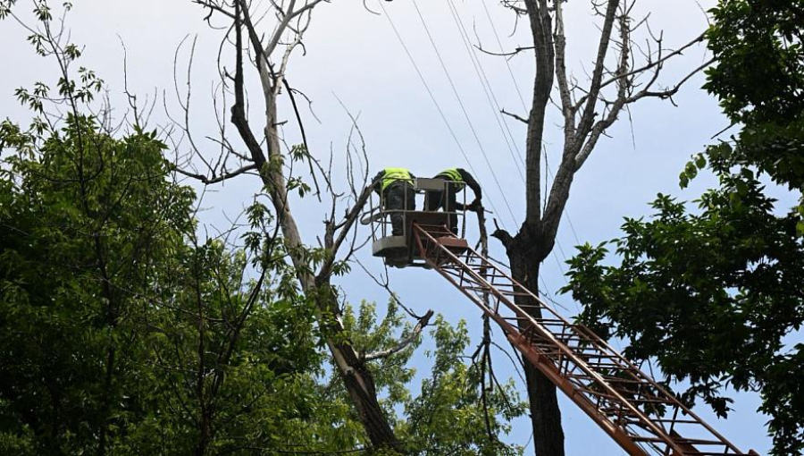 Более 5,2 тыс. деревьев прошли санобрезку в Алматы