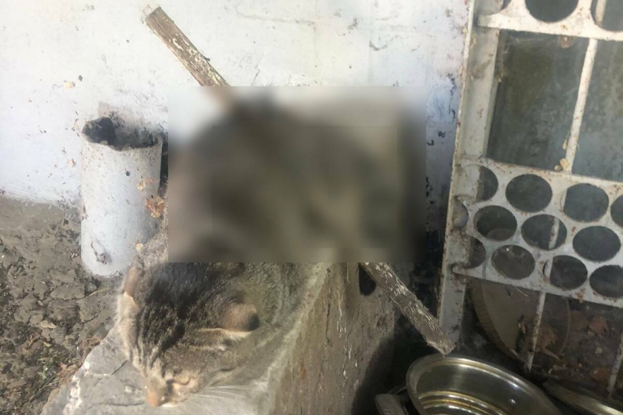 Кошку, проткнутую насквозь палкой, спасли в Челнах