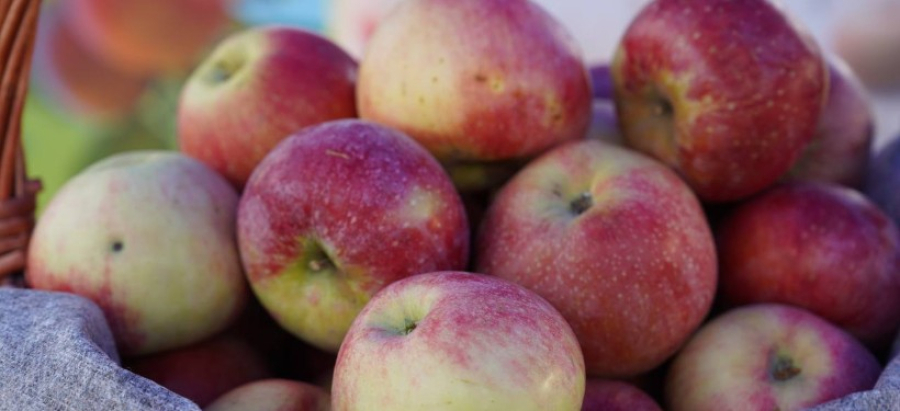 Закладка 10 га апортового сада планируется этой осенью – Минсельхоз РК