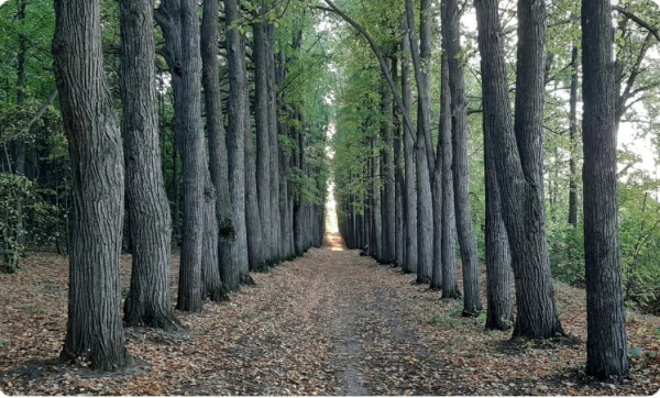 &laquo;Всего лишь деревья&raquo;: собственник оспаривает статус ОКН у парка усадьбы Паулуччи
