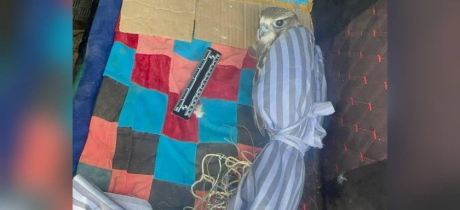 Сокола из Красной книги нашли в машине жителя ВКО