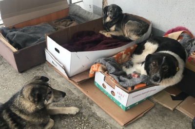 Госдума готовится ввести правило одного питомца на 18 «квадратов» квартиры