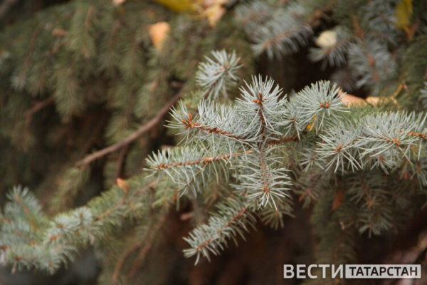 Лесное хозяйство Татарстана приступило к сбору семян в рамках нацпроекта &laquo;Экологическое благополучие&raquo;