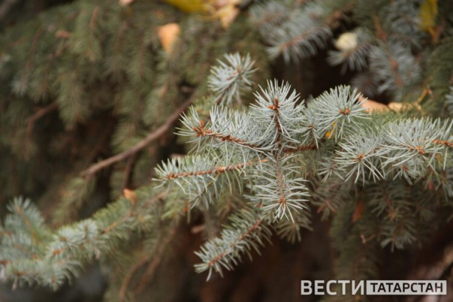 Лесное хозяйство Татарстана приступило к сбору семян в рамках нацпроекта &laquo;Экологическое благополучие&raquo;