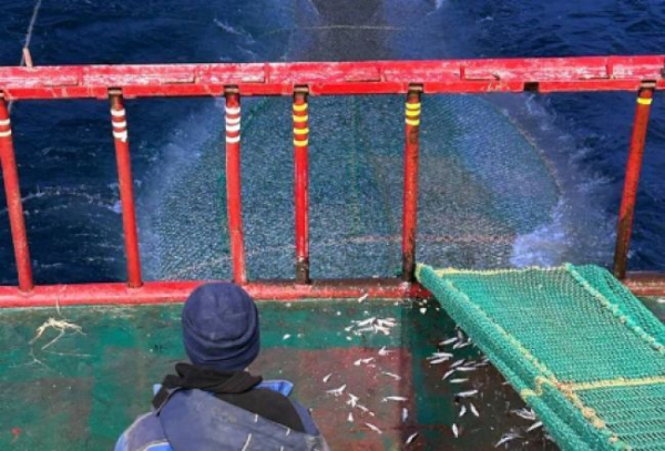 Анчоусовидная килька впервые стала массово ловиться в Каспийском море