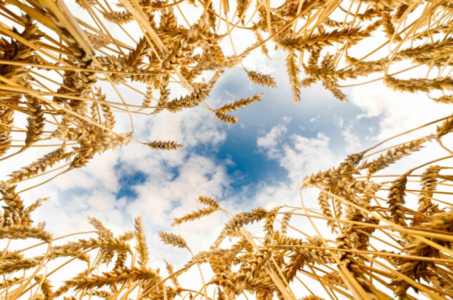 18,4 миллиона тонн зерна намолочено в Казахстане