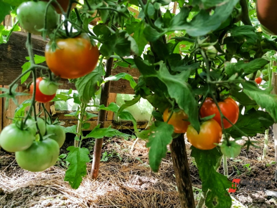 В Челябинской области начали проверять тепличные хозяйства