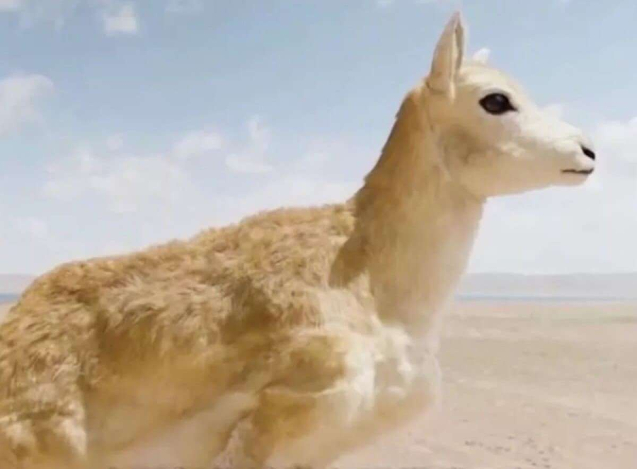 Ученые Китая впервые внедрили биоробота в стадо тибетских антилоп