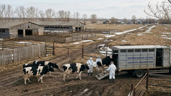 Закрыто до особого распоряжения: сможет ли Татарстан защититься от опасных болезней скота 25/03/2026 &ndash; Статьи Татарстан ввел запрет на ввоз скота из-за угрозы пастереллеза в соседних регионах