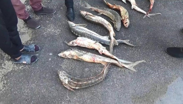 Полицейские изъяли около 25 кг осетра у водителя УАЗа в Мангистауской области