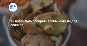 Как правильно собирать грибы: советы для новичков