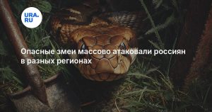 Опасные змеи массово атаковали россиян в разных регионах