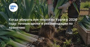 Когда убирать лук-порей на Урале в 2026 году: точные сроки и рекомендации по хранению
