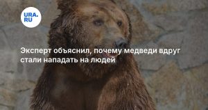 Эксперт объяснил, почему медведи вдруг стали нападать на людей