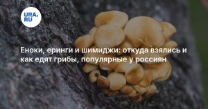 Еноки, еринги и шимиджи: откуда взялись и как едят грибы, популярные у россиян