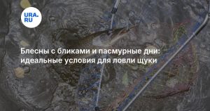 Блесны с бликами и пасмурные дни: идеальные условия для ловли щуки