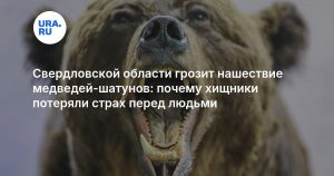 Свердловской области грозит нашествие медведей-шатунов: почему хищники потеряли страх перед людьми