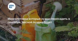 Многолетники которые нужно пересадить в сентябре, весной поздно будет