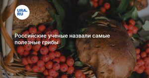 Российские ученые назвали самые полезные грибы