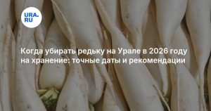 Когда убирать редьку на Урале в 2026 году на хранение: точные даты и рекомендации