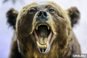 Совсем скоро в регионах появятся самые опасные медведи