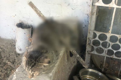 Кошку, проткнутую насквозь палкой, спасли в Челнах