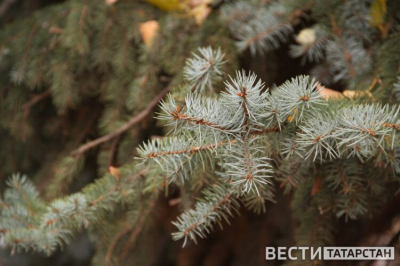 Лесное хозяйство Татарстана приступило к сбору семян в рамках нацпроекта «Экологическое благополучие»